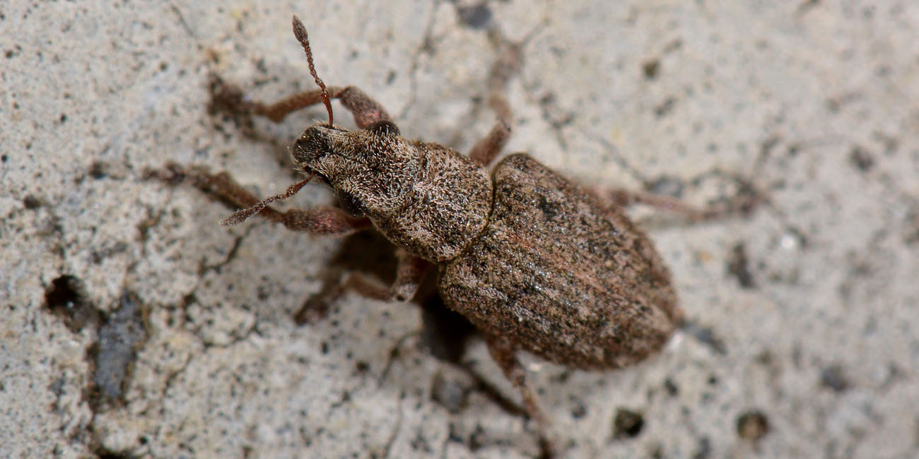 Curculionidae:  Sitona waterhousei waterhousei